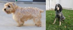 Lucas Terrier vs Grand Bleu de Gascogne - Breed Comparison