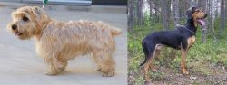 Lucas Terrier vs Greek Harehound - Breed Comparison
