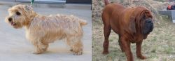 Lucas Terrier vs Korean Mastiff - Breed Comparison