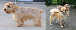 Lucas Terrier vs Long Haired Chihuahua - Breed Comparison