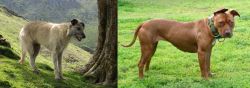 Lurcher vs American Pit Bull Terrier - Breed Comparison