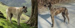 Lurcher vs American Staghound - Breed Comparison