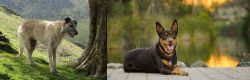 Lurcher vs Australian Kelpie - Breed Comparison