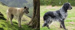 Lurcher vs Blue Picardy Spaniel - Breed Comparison