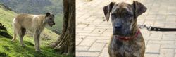 Lurcher vs Catahoula Bulldog - Breed Comparison