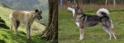 Lurcher vs East Siberian Laika - Breed Comparison