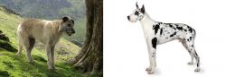 Lurcher vs Great Dane - Breed Comparison