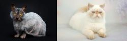 Lykoi vs Exotic Shorthair - Breed Comparison
