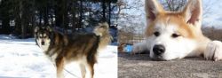Mackenzie River Husky vs Akita - Breed Comparison