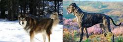Mackenzie River Husky vs Alaunt - Breed Comparison