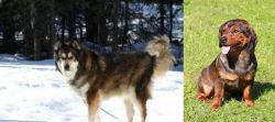 Mackenzie River Husky vs Alpine Dachsbracke - Breed Comparison