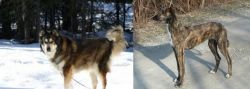 Mackenzie River Husky vs American Staghound - Breed Comparison