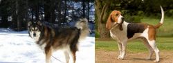 Mackenzie River Husky vs Artois Hound - Breed Comparison