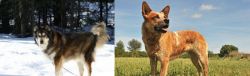 Mackenzie River Husky vs Australian Red Heeler - Breed Comparison