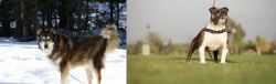 Mackenzie River Husky vs Bantam Bulldog - Breed Comparison