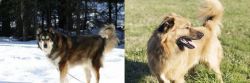 Mackenzie River Husky vs Basque Shepherd - Breed Comparison
