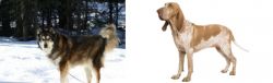 Mackenzie River Husky vs Bracco Italiano - Breed Comparison