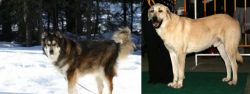 Mackenzie River Husky vs Central Anatolian Shepherd - Breed Comparison