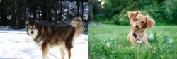 Mackenzie River Husky vs Chiweenie - Breed Comparison