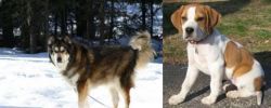 Mackenzie River Husky vs Francais Blanc et Orange - Breed Comparison