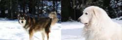Mackenzie River Husky vs Great Pyrenees - Breed Comparison