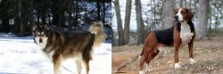 Mackenzie River Husky vs Hamiltonstovare - Breed Comparison