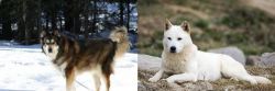 Mackenzie River Husky vs Jindo - Breed Comparison