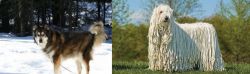 Mackenzie River Husky vs Komondor - Breed Comparison