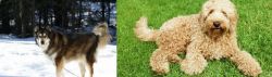 Mackenzie River Husky vs Labradoodle - Breed Comparison