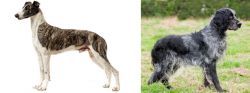 Magyar Agar vs Blue Picardy Spaniel - Breed Comparison