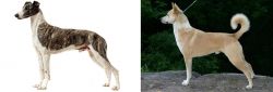 Magyar Agar vs Canaan Dog - Breed Comparison