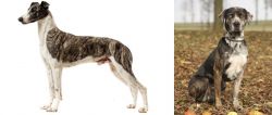Magyar Agar vs Catahoula Leopard - Breed Comparison