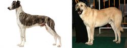 Magyar Agar vs Central Anatolian Shepherd - Breed Comparison