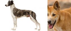 Magyar Agar vs Dingo - Breed Comparison