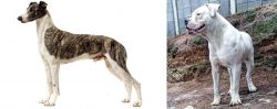 Magyar Agar vs Dogo Guatemalteco - Breed Comparison