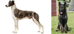 Magyar Agar vs East German Shepherd - Breed Comparison