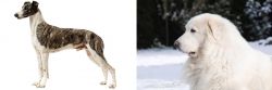 Magyar Agar vs Great Pyrenees - Breed Comparison