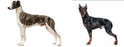 Magyar Agar vs Harlequin Pinscher - Breed Comparison