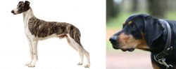 Magyar Agar vs Lithuanian Hound - Breed Comparison
