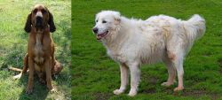 Majestic Tree Hound vs Abruzzenhund - Breed Comparison
