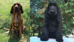 Majestic Tree Hound vs American Cocker Spaniel - Breed Comparison