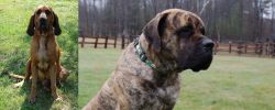 Majestic Tree Hound vs American Mastiff - Breed Comparison