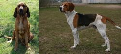 Majestic Tree Hound vs Anglo-Francais de Petite Venerie - Breed Comparison