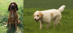 Majestic Tree Hound vs Briquet Griffon Vendeen - Breed Comparison