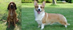 Majestic Tree Hound vs Cardigan Welsh Corgi - Breed Comparison