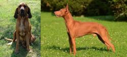 Majestic Tree Hound vs Cirneco dell'Etna - Breed Comparison