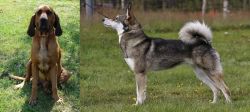 Majestic Tree Hound vs East Siberian Laika - Breed Comparison