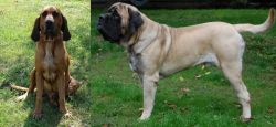 Majestic Tree Hound vs English Mastiff - Breed Comparison