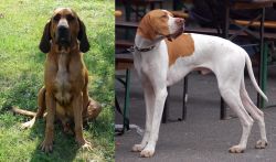 Majestic Tree Hound vs English Pointer - Breed Comparison