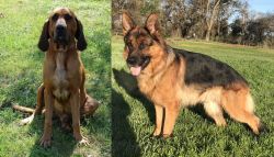 Majestic Tree Hound vs German Shepherd - Breed Comparison